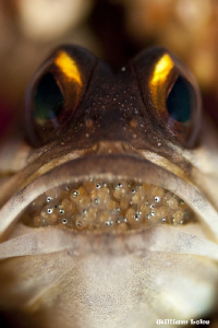 Eyes by William Loke 